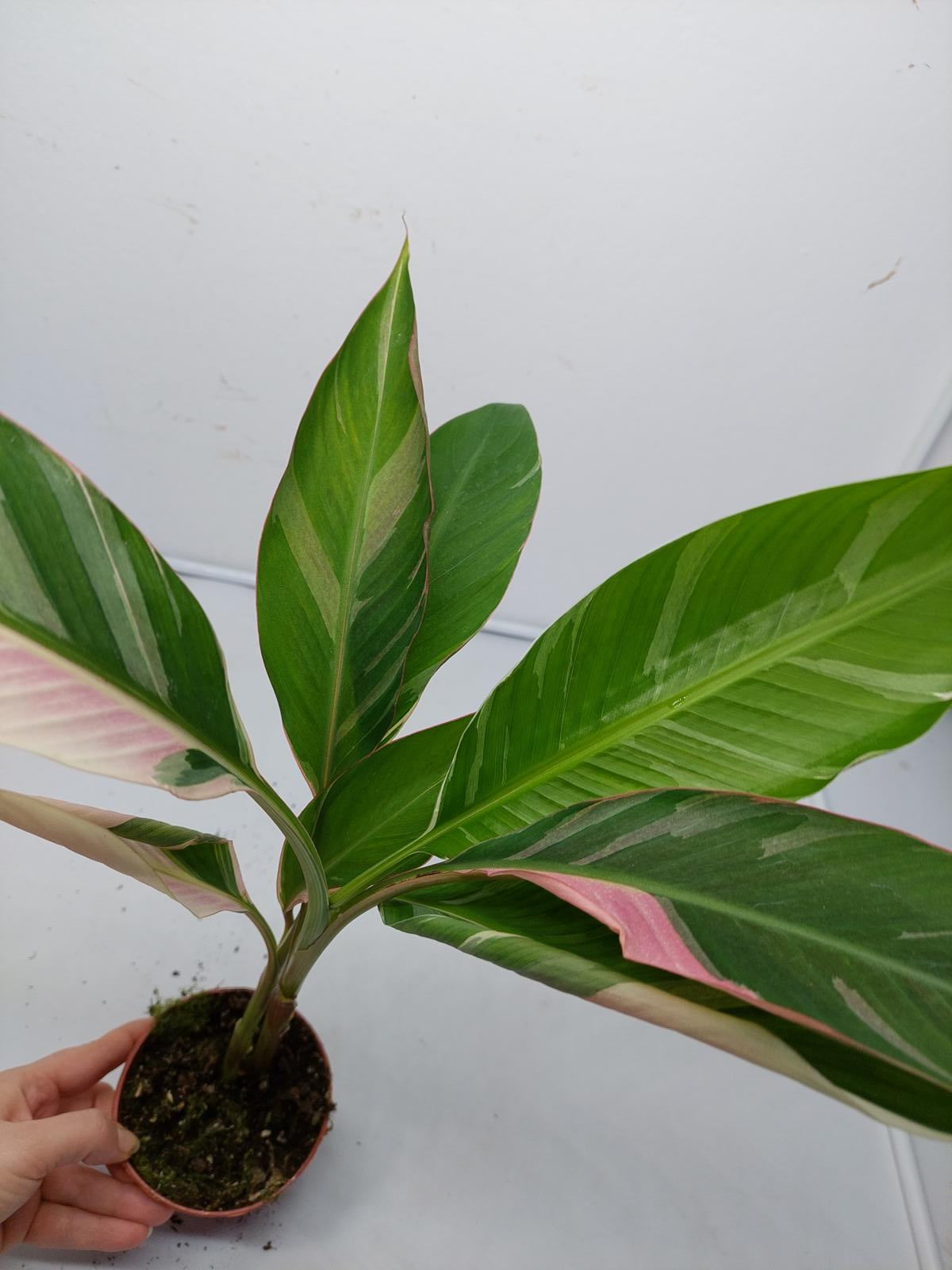 Musa Nono Pink Variegata