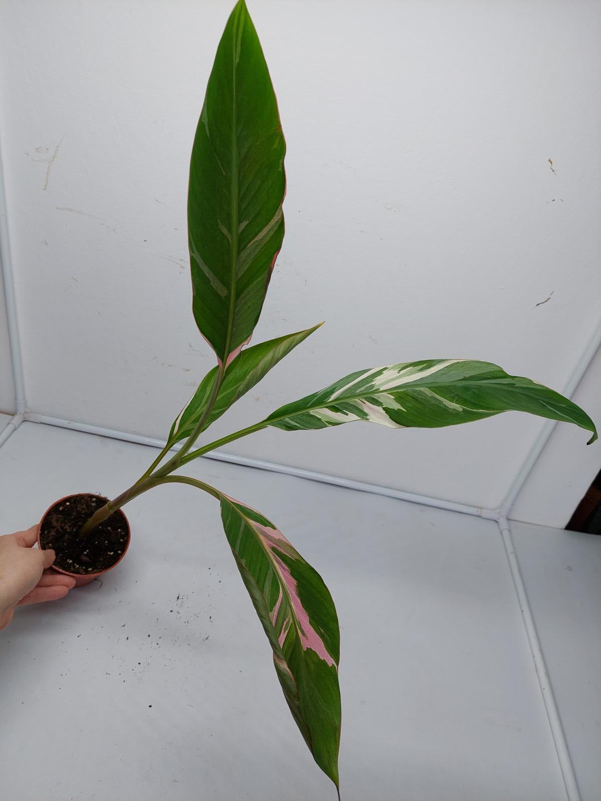 Musa Nono Pink Variegata