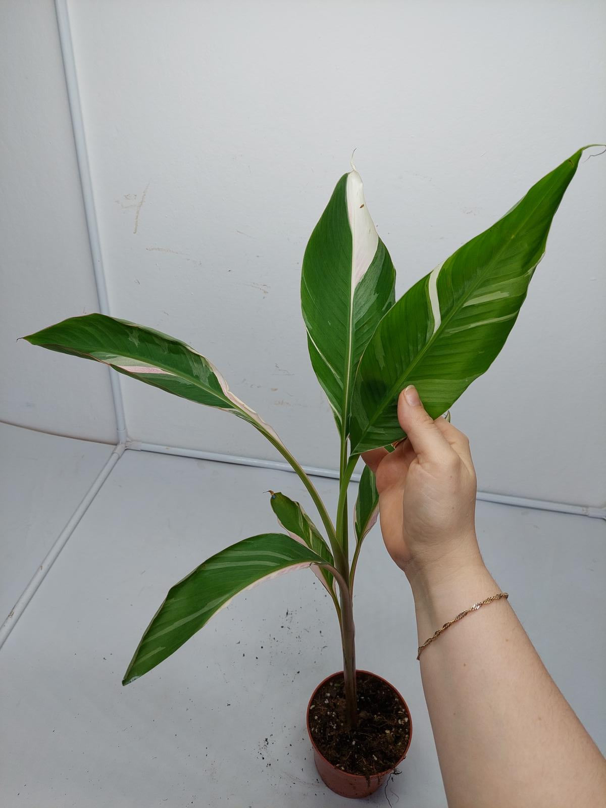 Musa Nono Pink Variegata