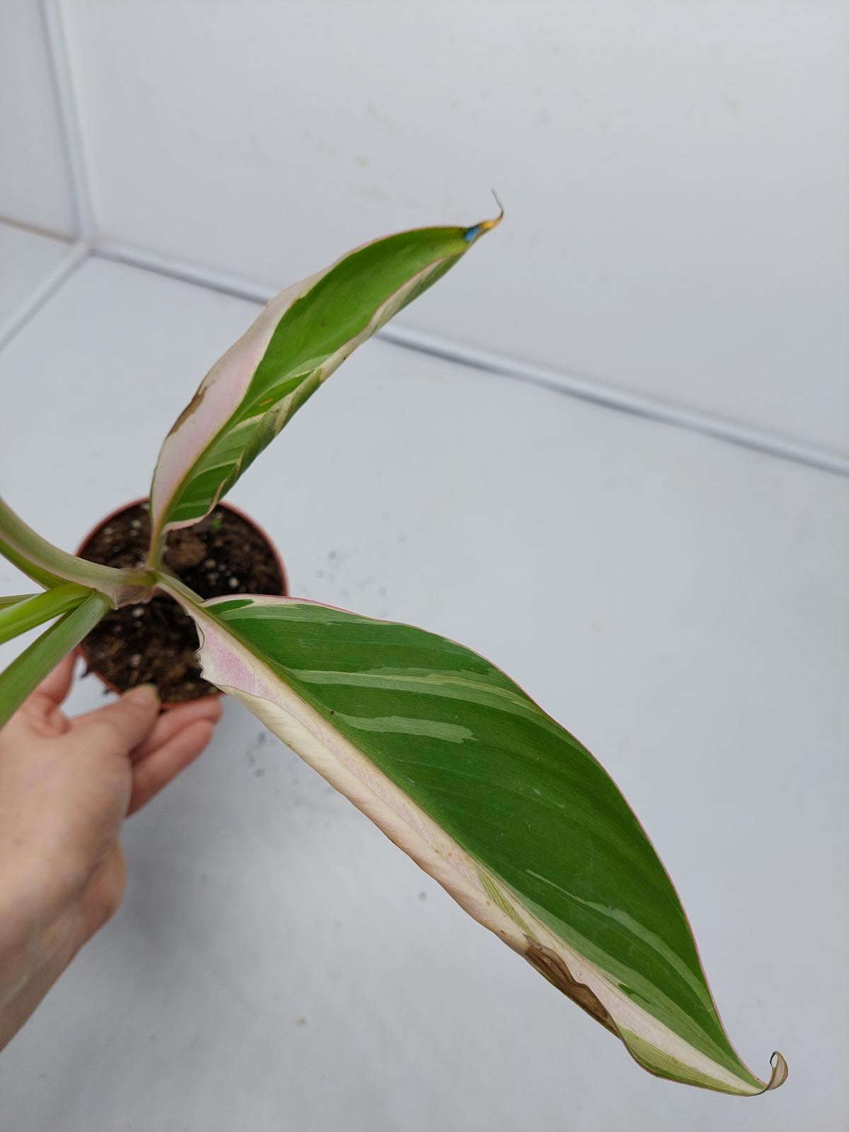 Musa Nono Pink Variegata