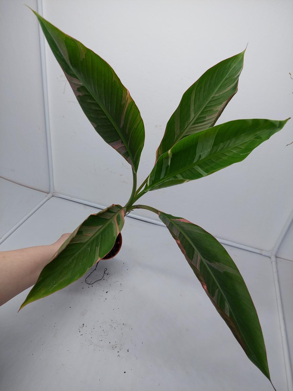 Musa Nono Pink Variegata