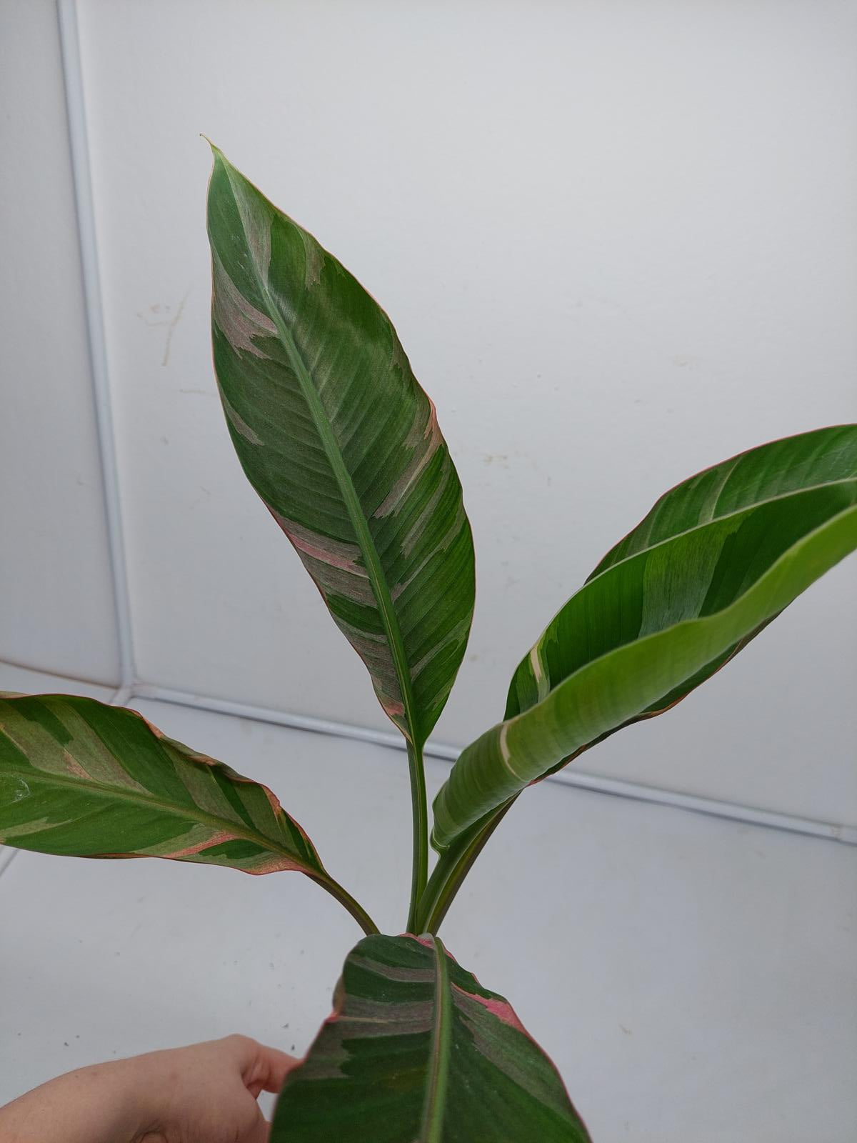 Musa Nono Pink Variegata