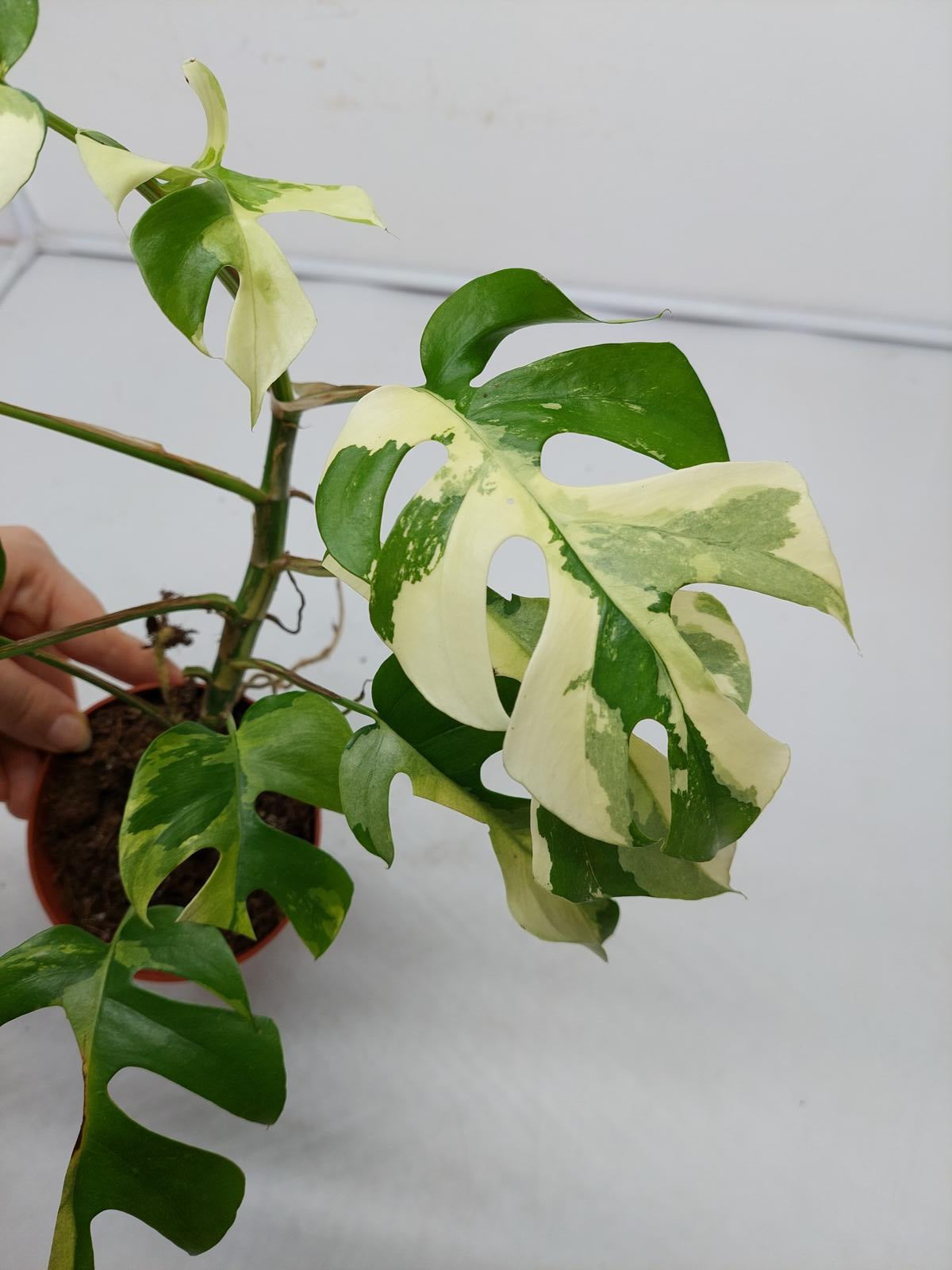 Raphidophora Tetrasperma / Monstera Minima Variegata