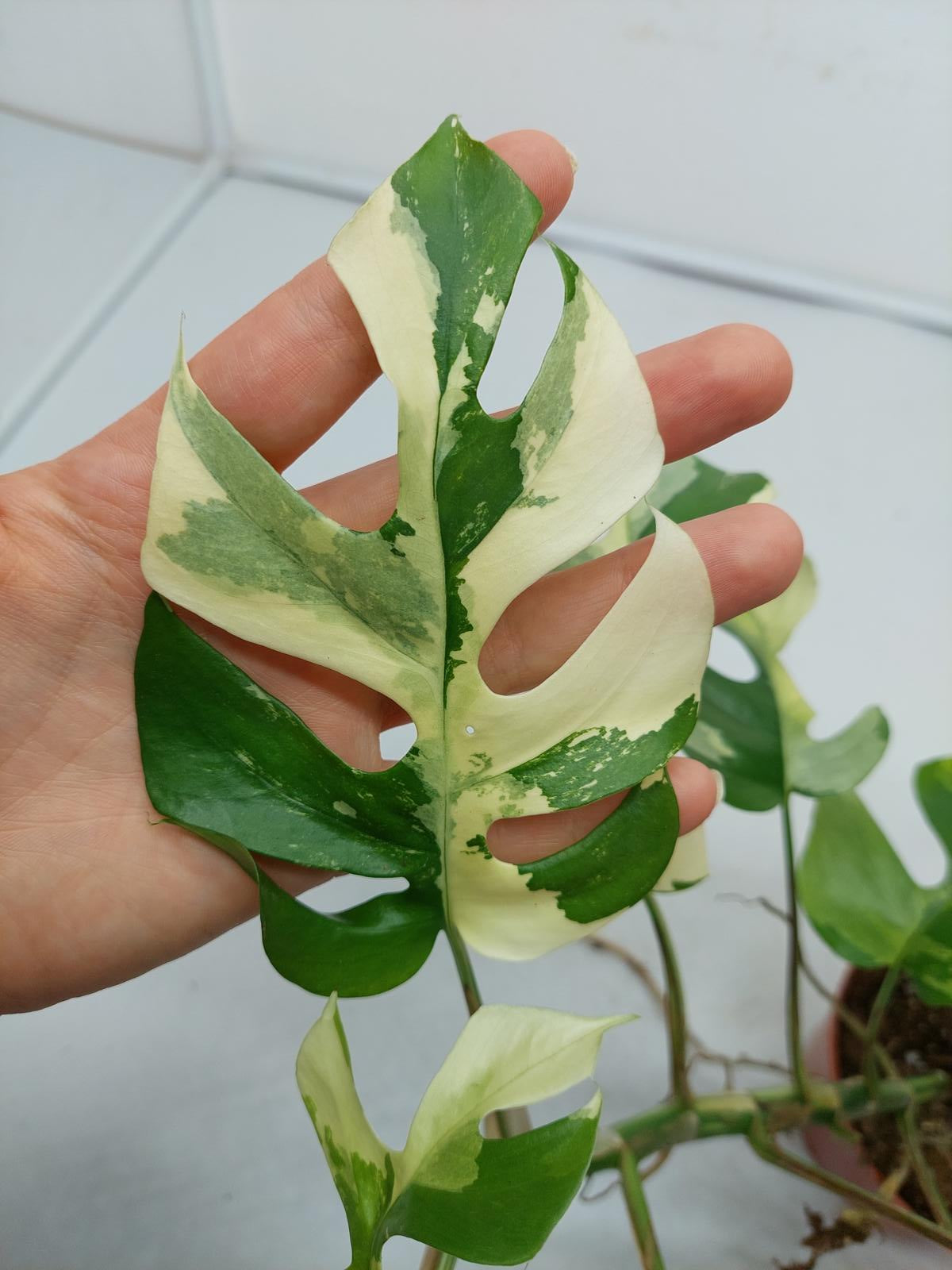 Raphidophora Tetrasperma / Monstera Minima Variegata