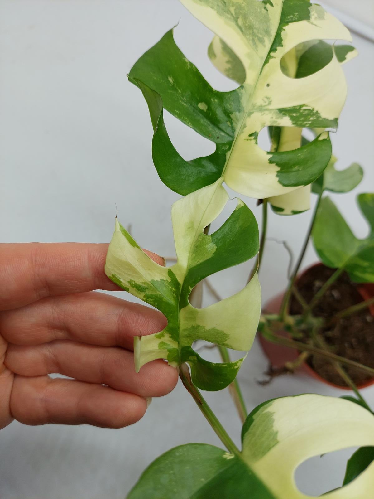 Raphidophora Tetrasperma / Monstera Minima Variegata