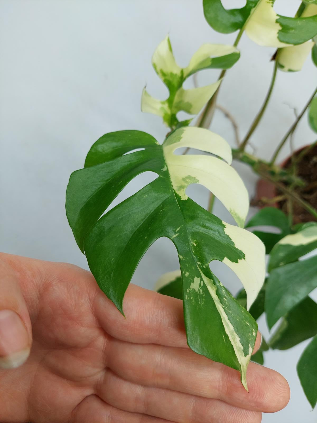 Raphidophora Tetrasperma / Monstera Minima Variegata