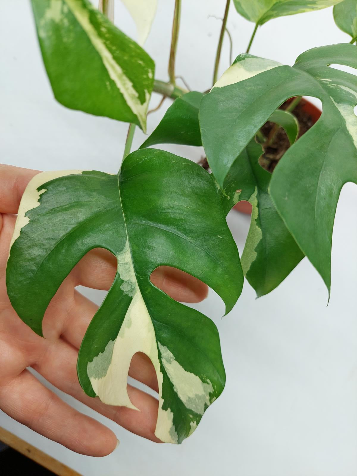 Raphidophora Tetrasperma / Monstera Minima Variegata