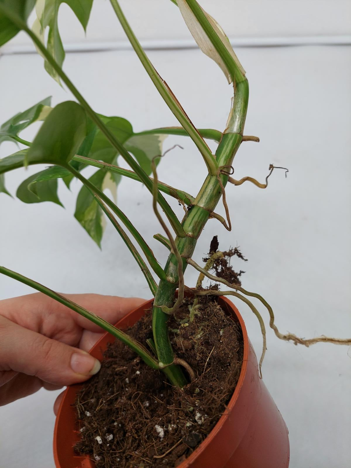 Raphidophora Tetrasperma / Monstera Minima Variegata