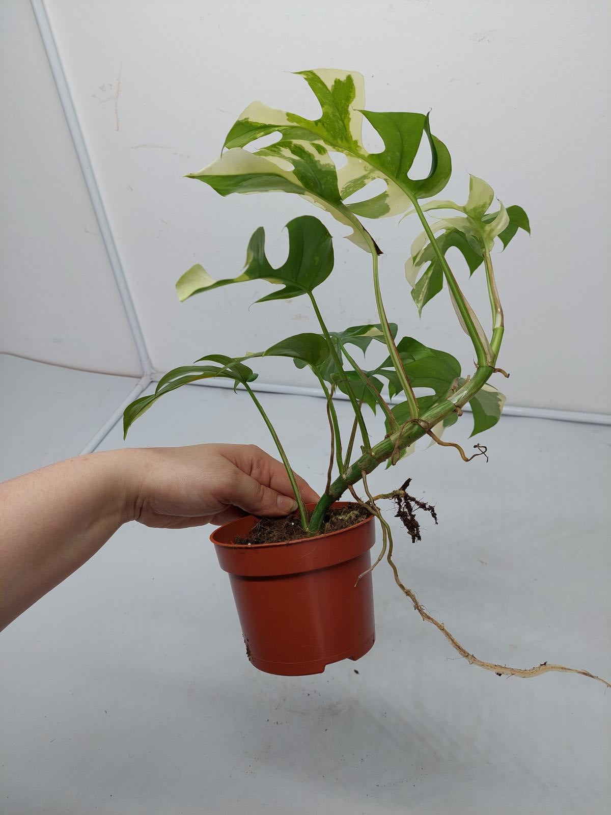 Raphidophora Tetrasperma / Monstera Minima Variegata