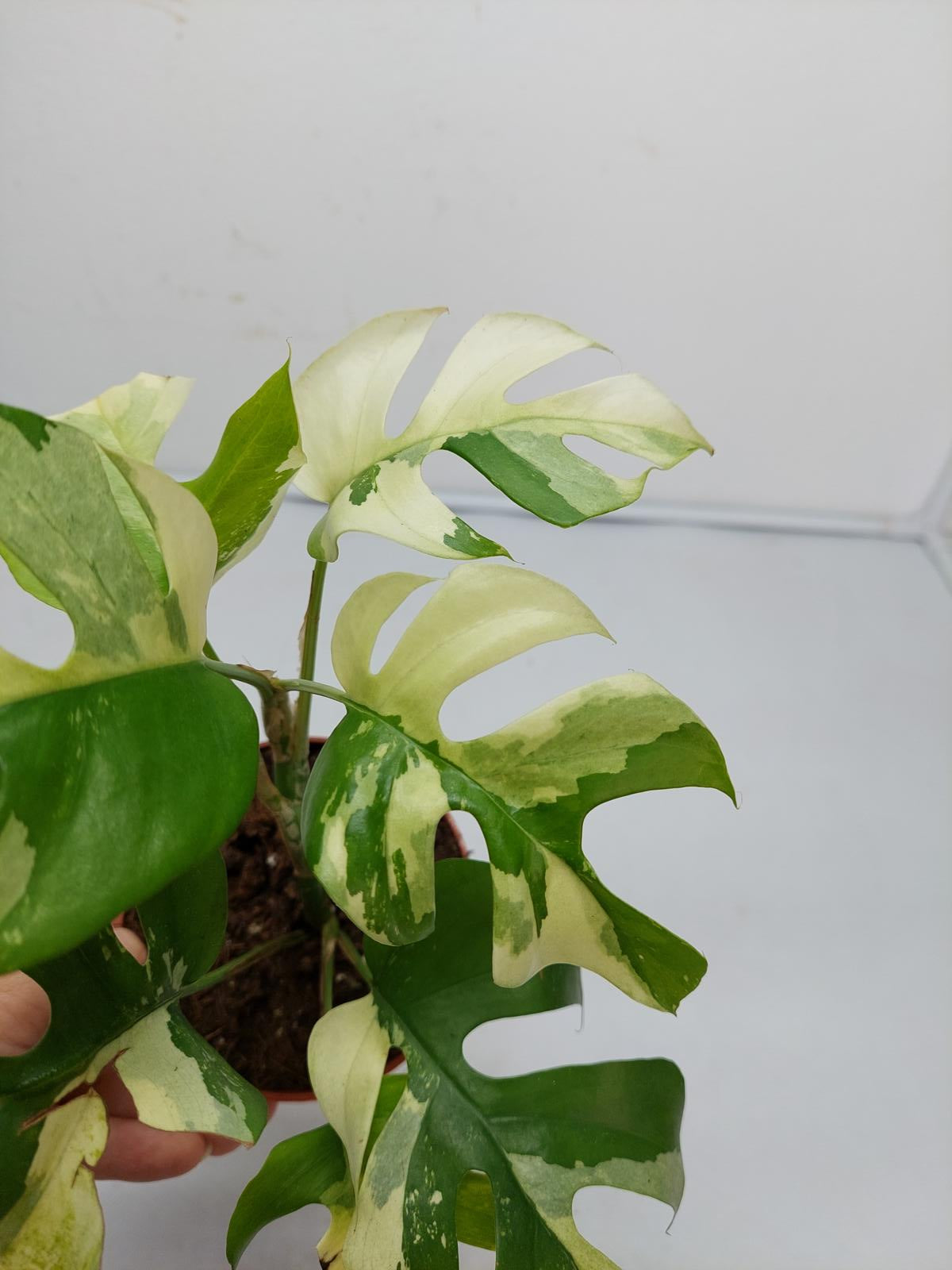 Raphidophora Tetrasperma / Monstera Minima Variegata