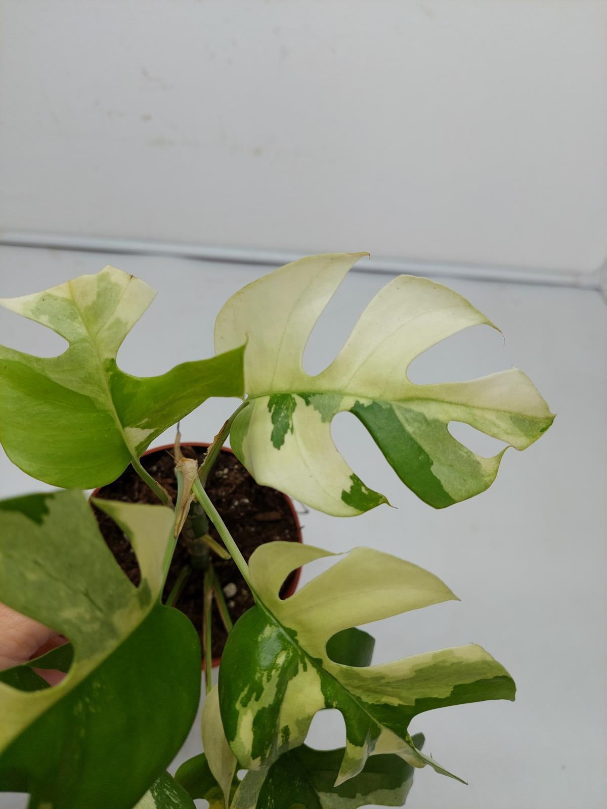 Raphidophora Tetrasperma / Monstera Minima Variegata