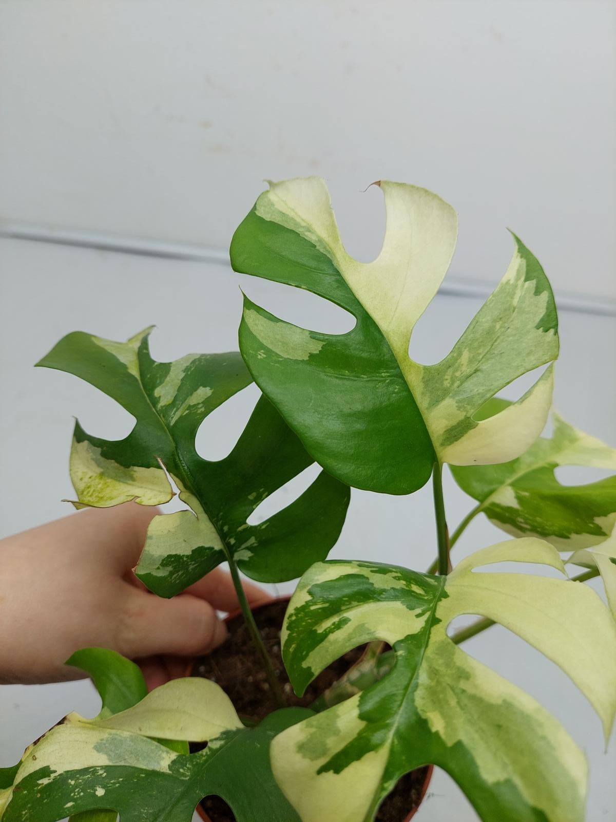 Raphidophora Tetrasperma / Monstera Minima Variegata