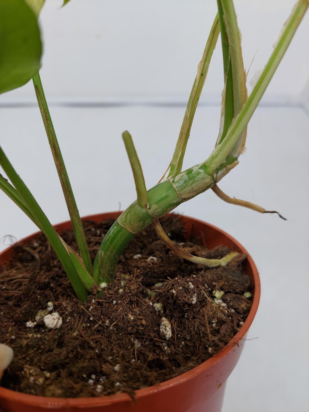 Raphidophora Tetrasperma / Monstera Minima Variegata