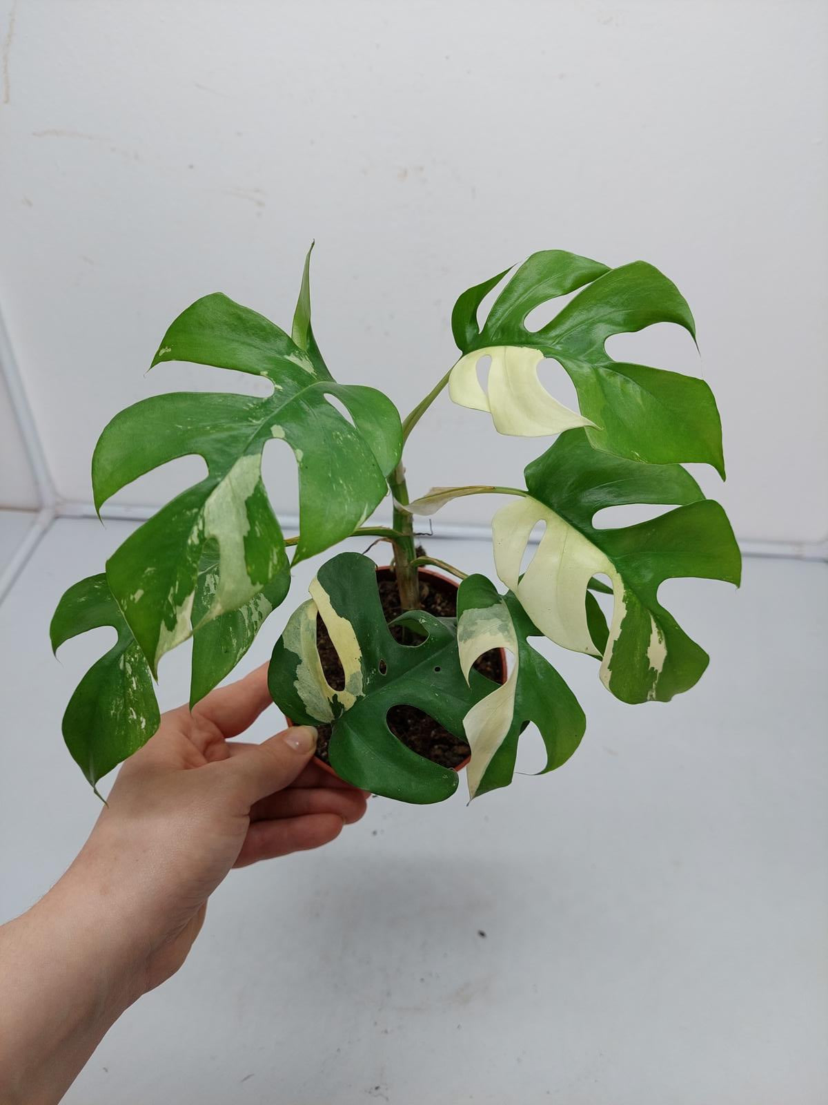 Raphidophora Tetrasperma / Monstera Minima Variegata