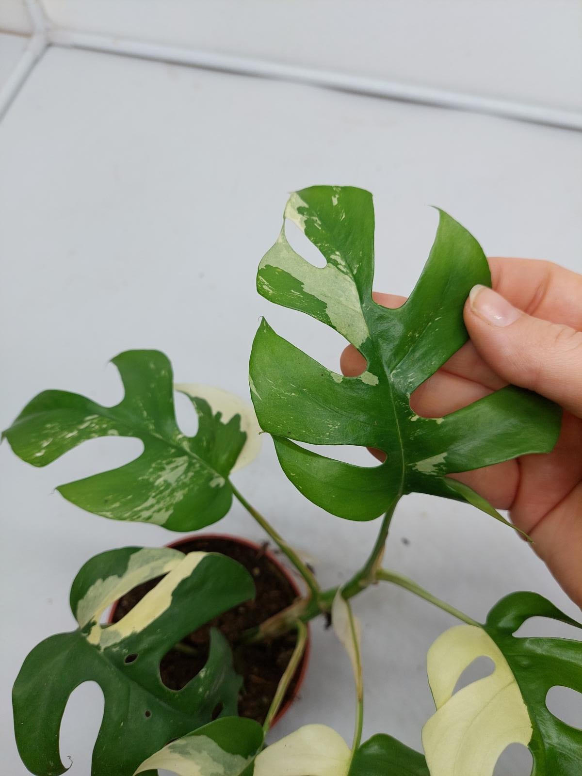 Raphidophora Tetrasperma / Monstera Minima Variegata