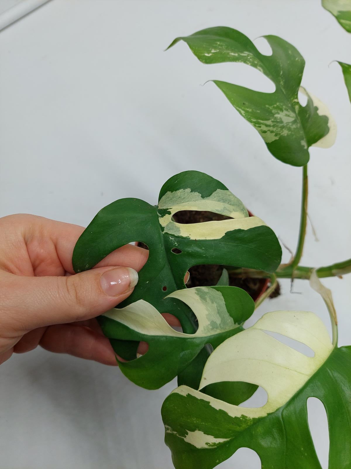 Raphidophora Tetrasperma / Monstera Minima Variegata