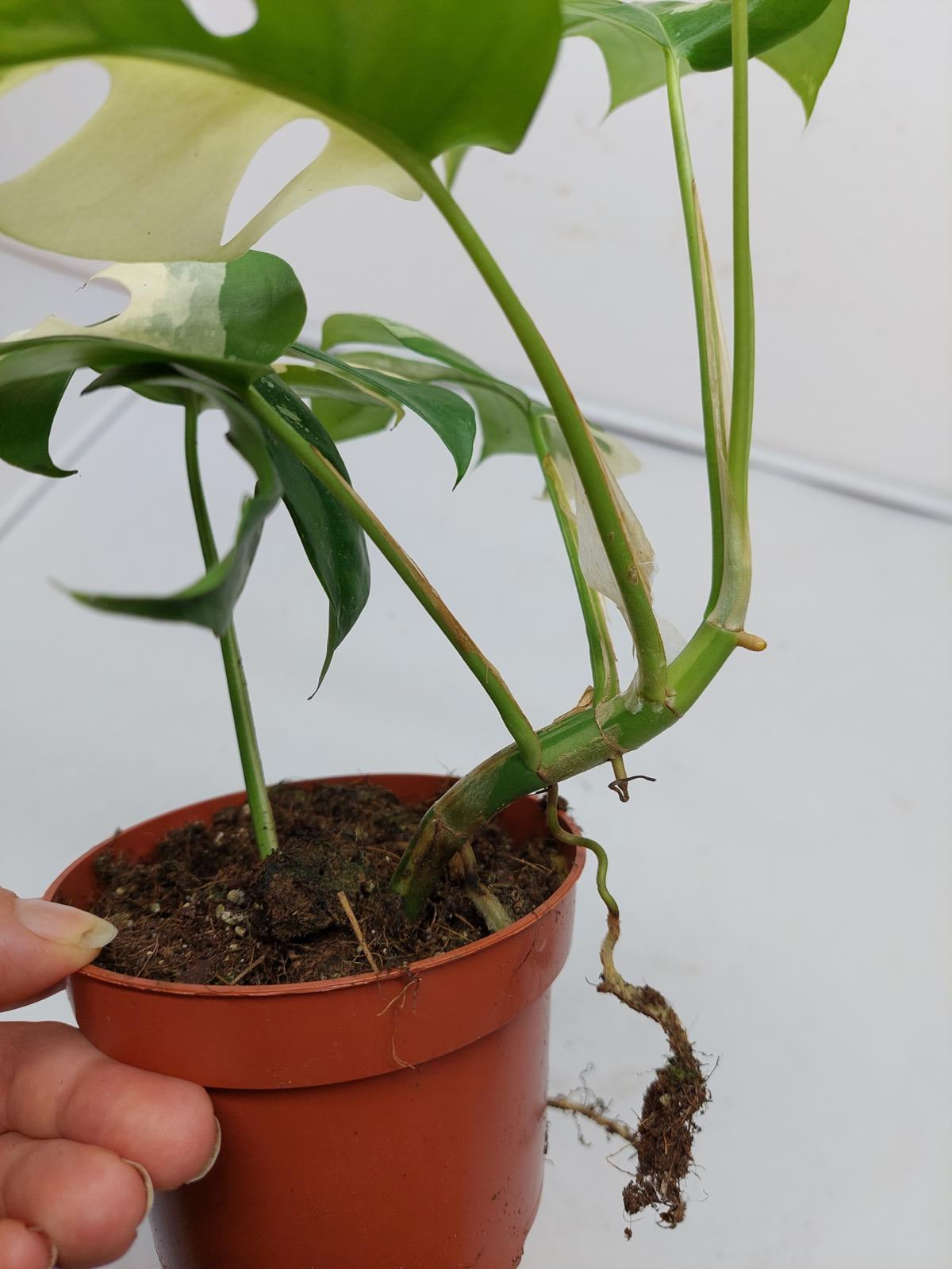 Raphidophora Tetrasperma / Monstera Minima Variegata