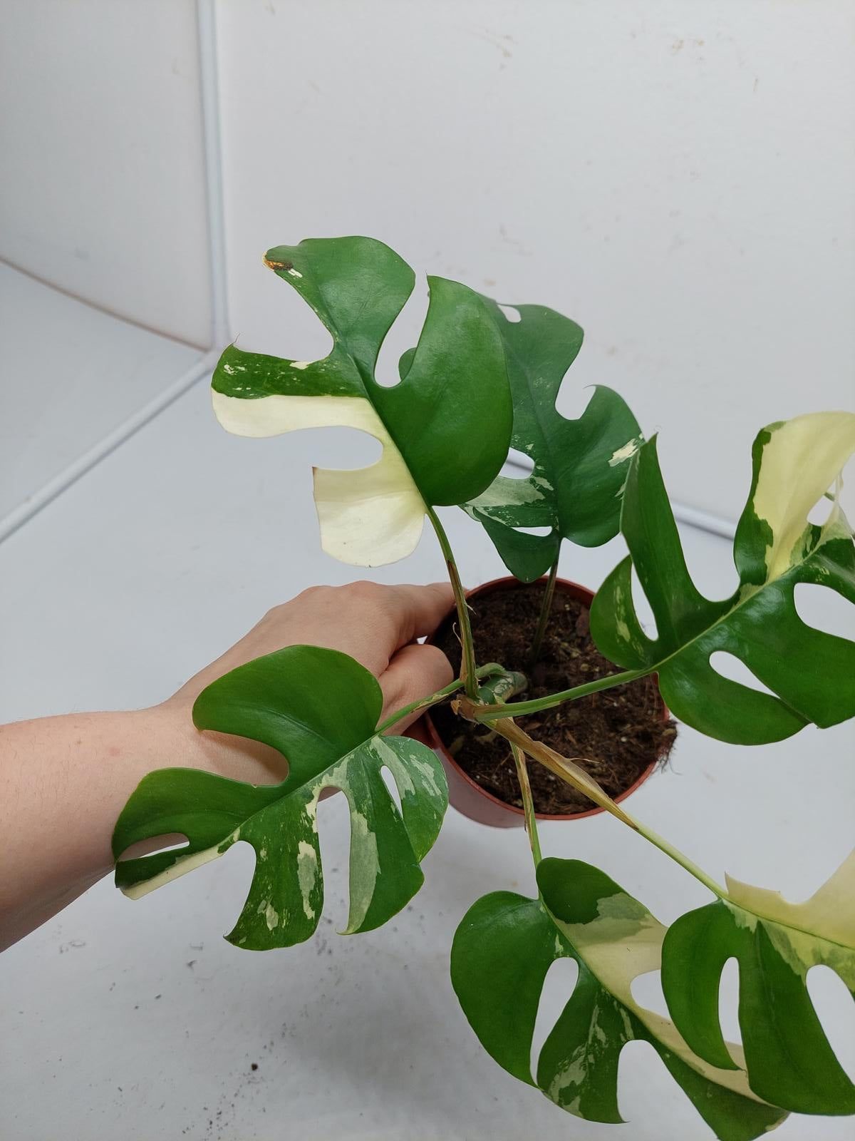 Raphidophora Tetrasperma / Monstera Minima Variegata