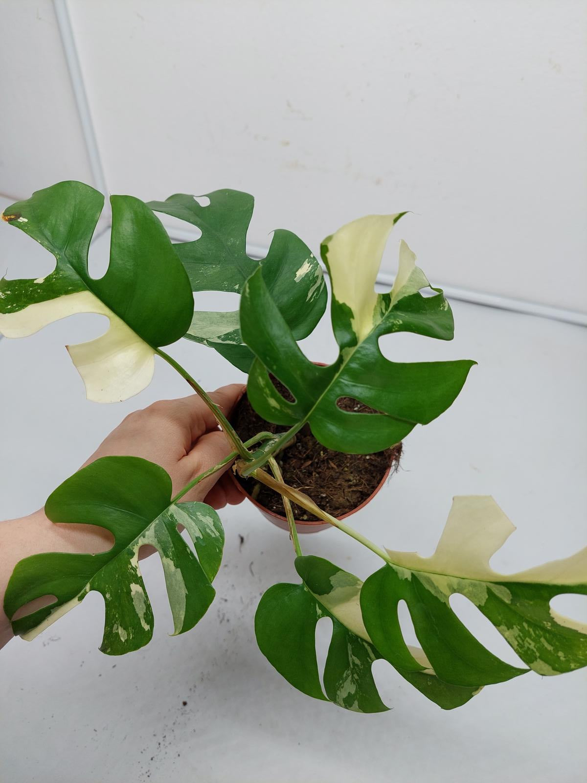 Raphidophora Tetrasperma / Monstera Minima Variegata