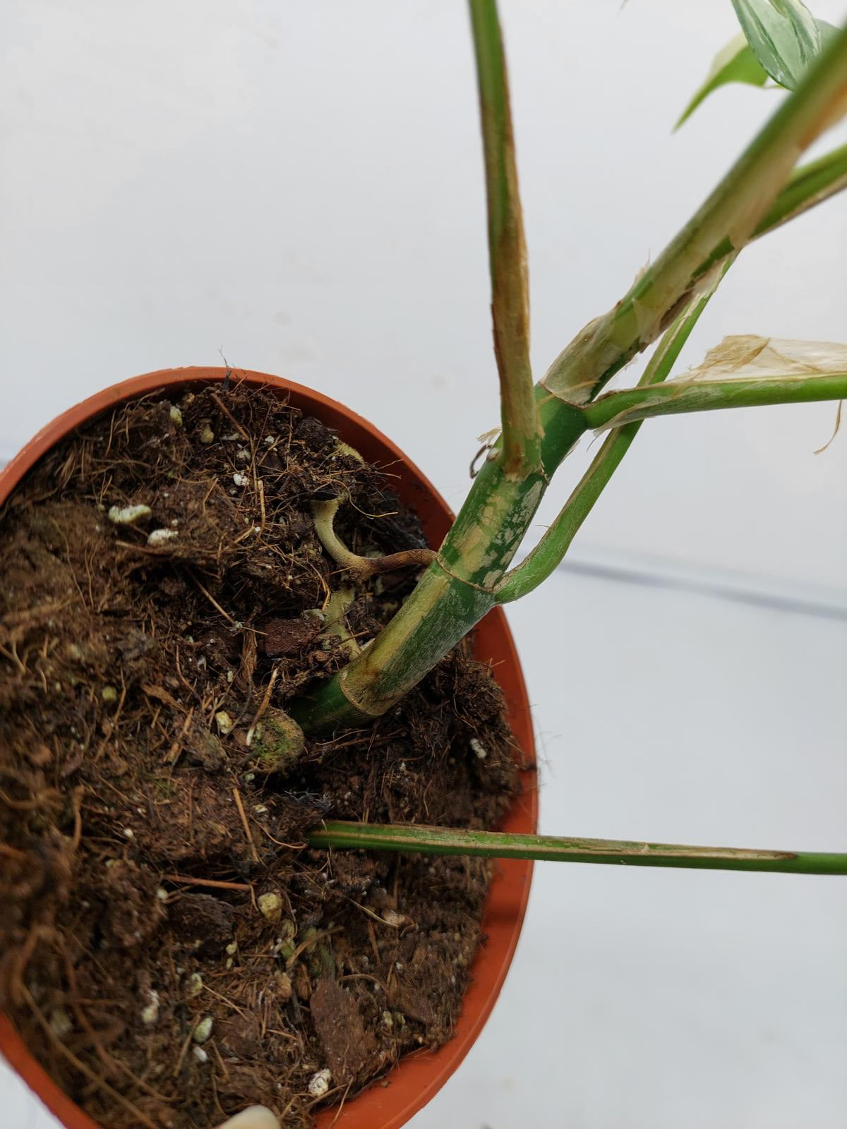 Raphidophora Tetrasperma / Monstera Minima Variegata