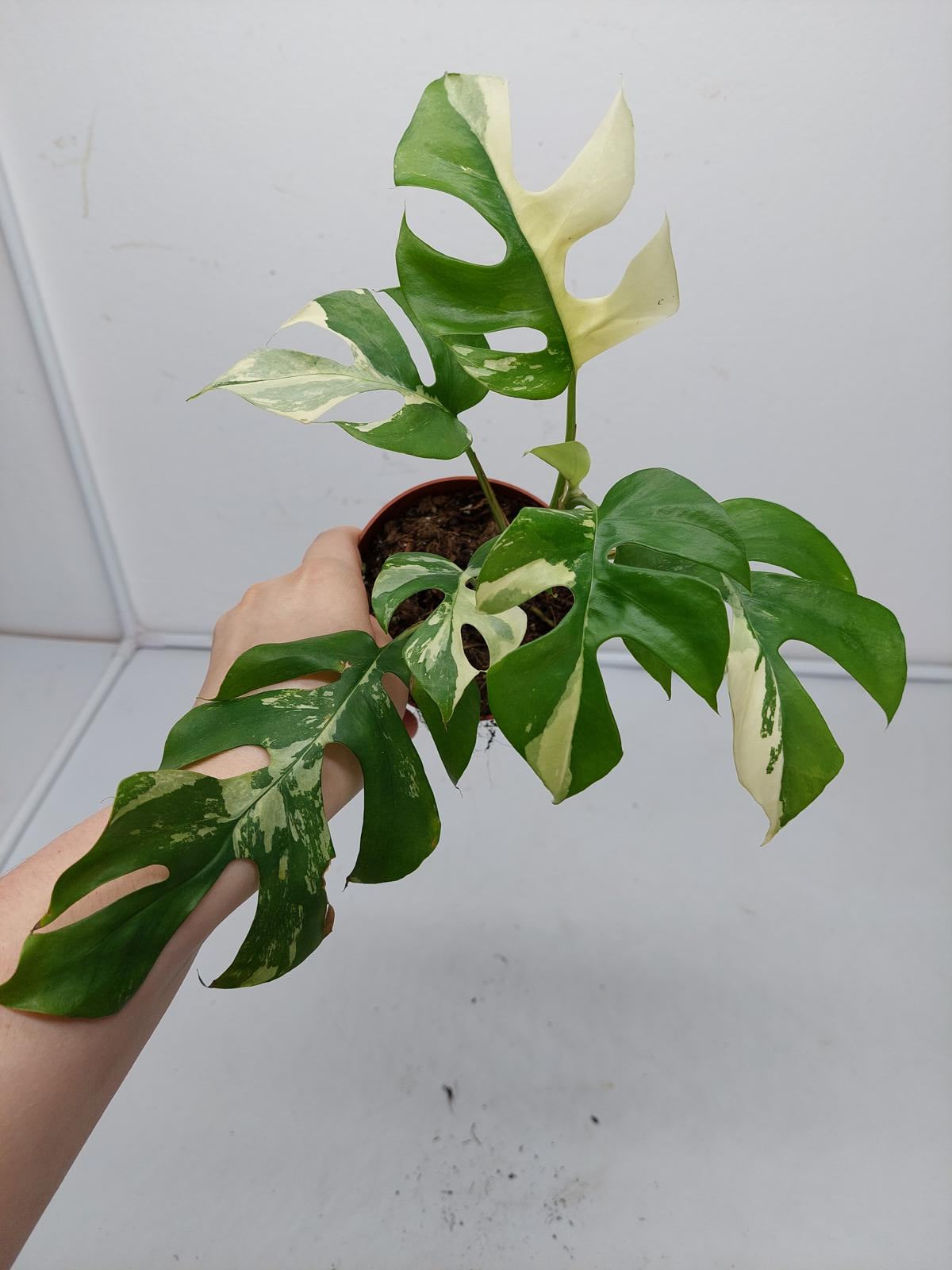 Raphidophora Tetrasperma / Monstera Minima Variegata