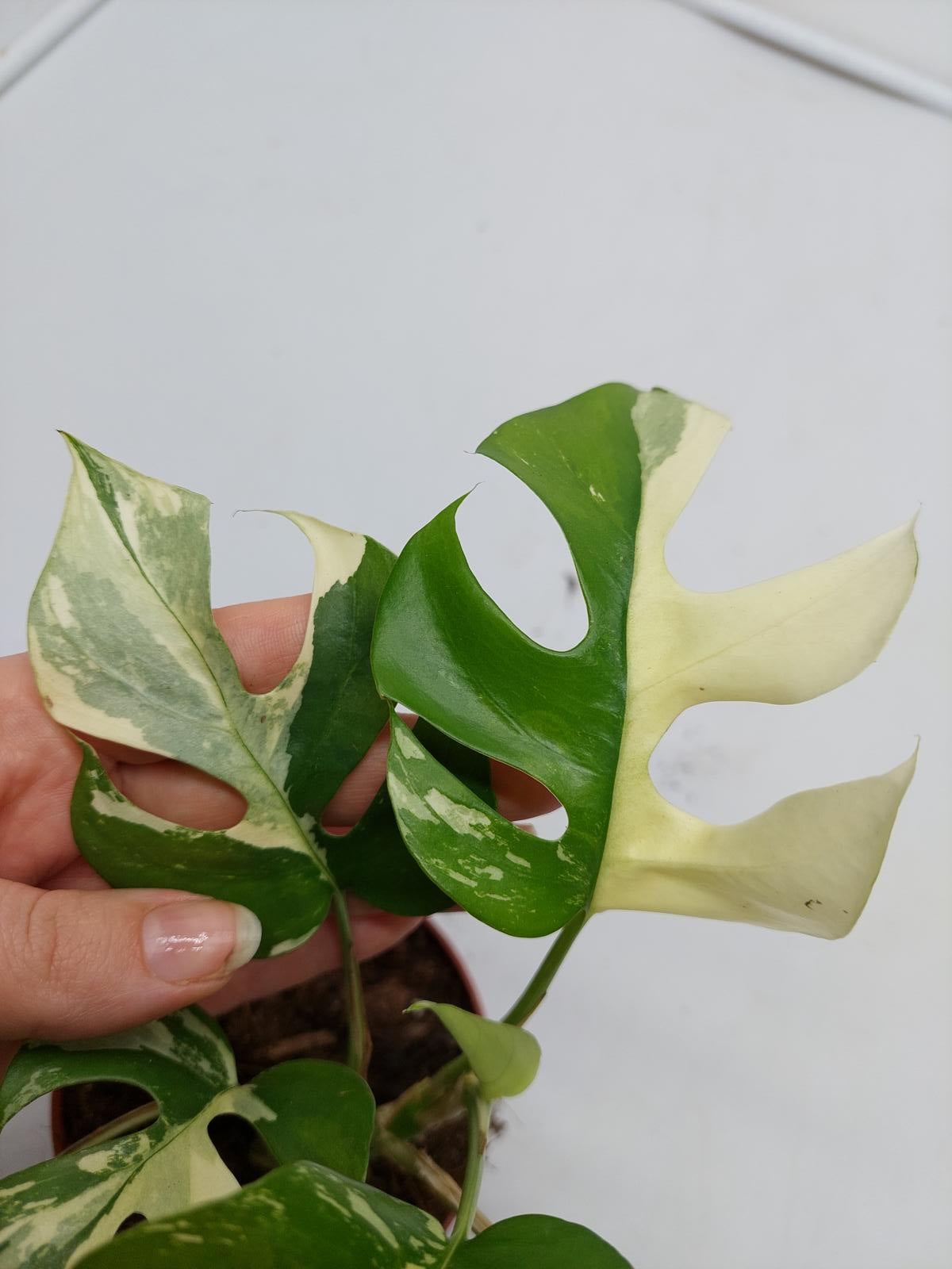 Raphidophora Tetrasperma / Monstera Minima Variegata