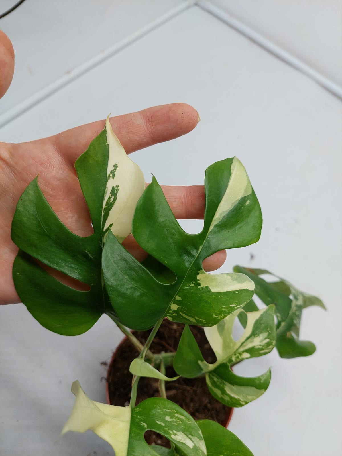 Raphidophora Tetrasperma / Monstera Minima Variegata