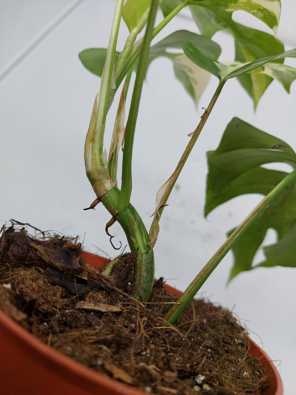 Raphidophora Tetrasperma / Monstera Minima Variegata