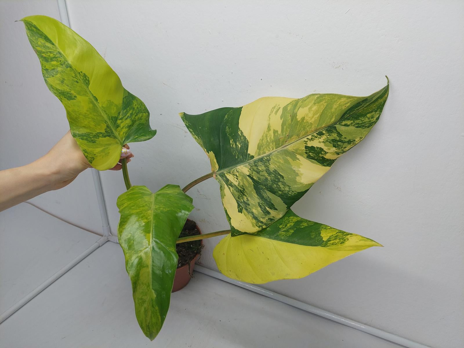 Philodendron Domesticum Variegata