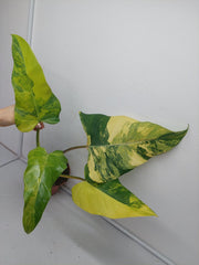 Philodendron Domesticum Variegata