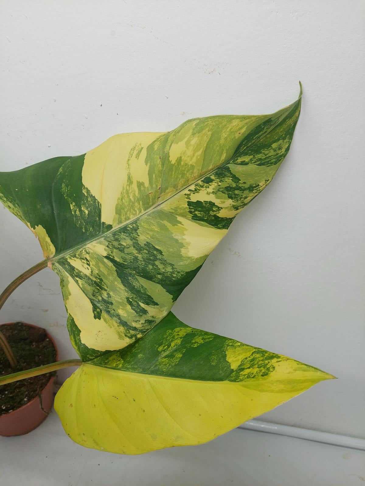 Philodendron Domesticum Variegata