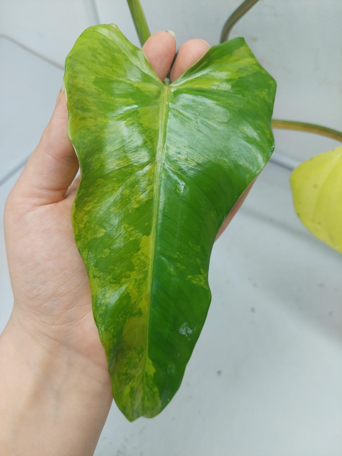 Philodendron Domesticum Variegata