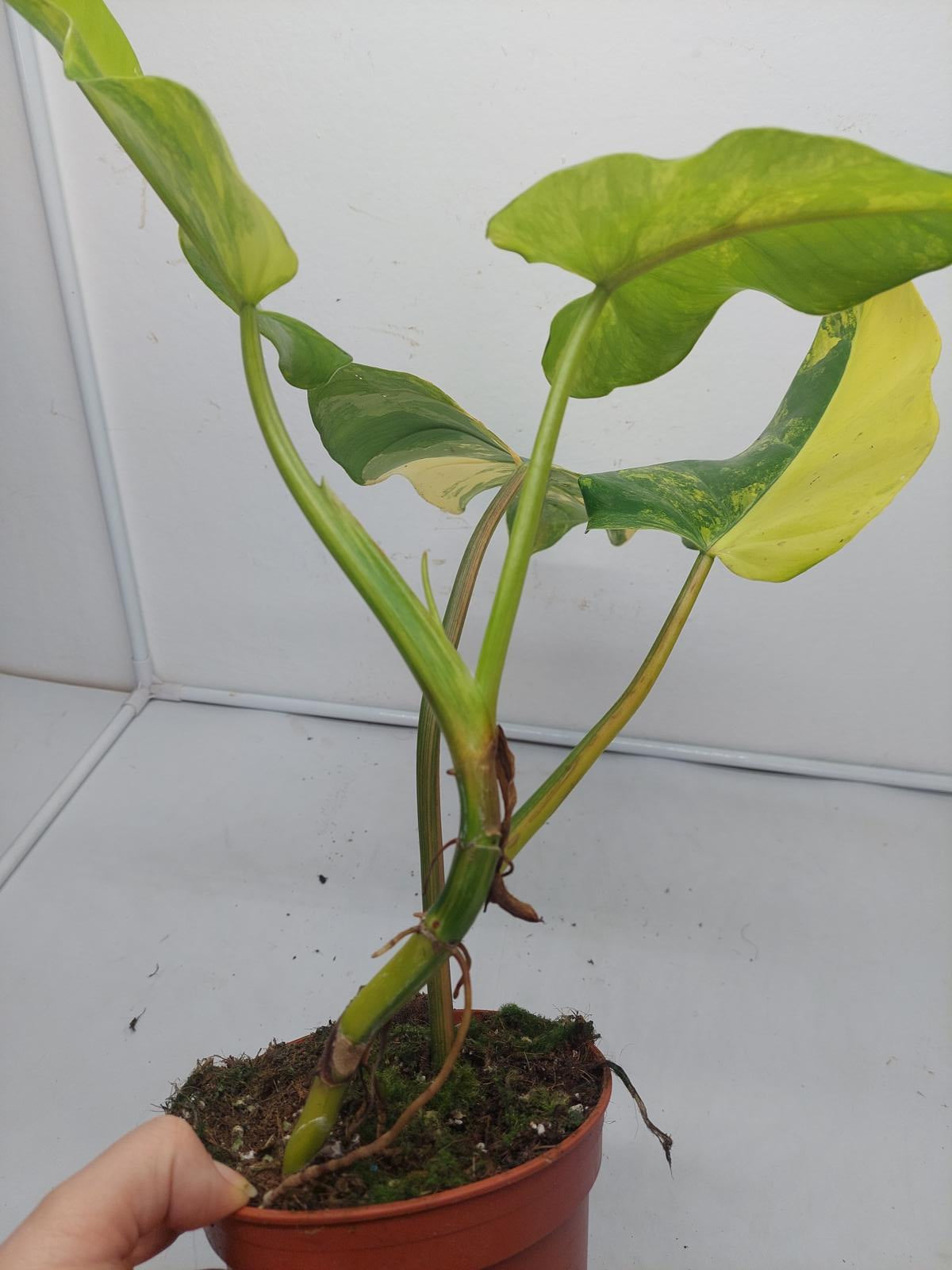 Philodendron Domesticum Variegata