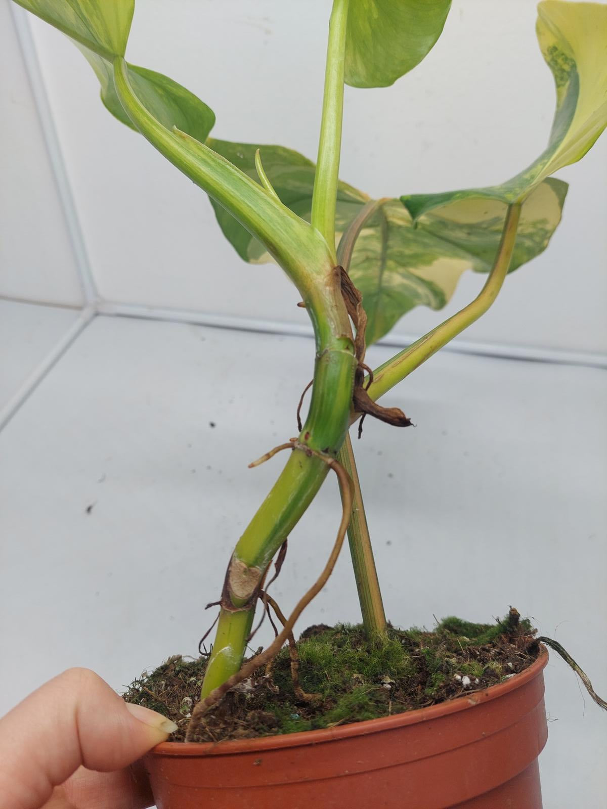 Philodendron Domesticum Variegata