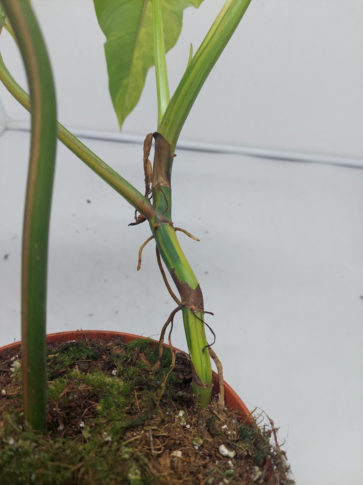 Philodendron Domesticum Variegata