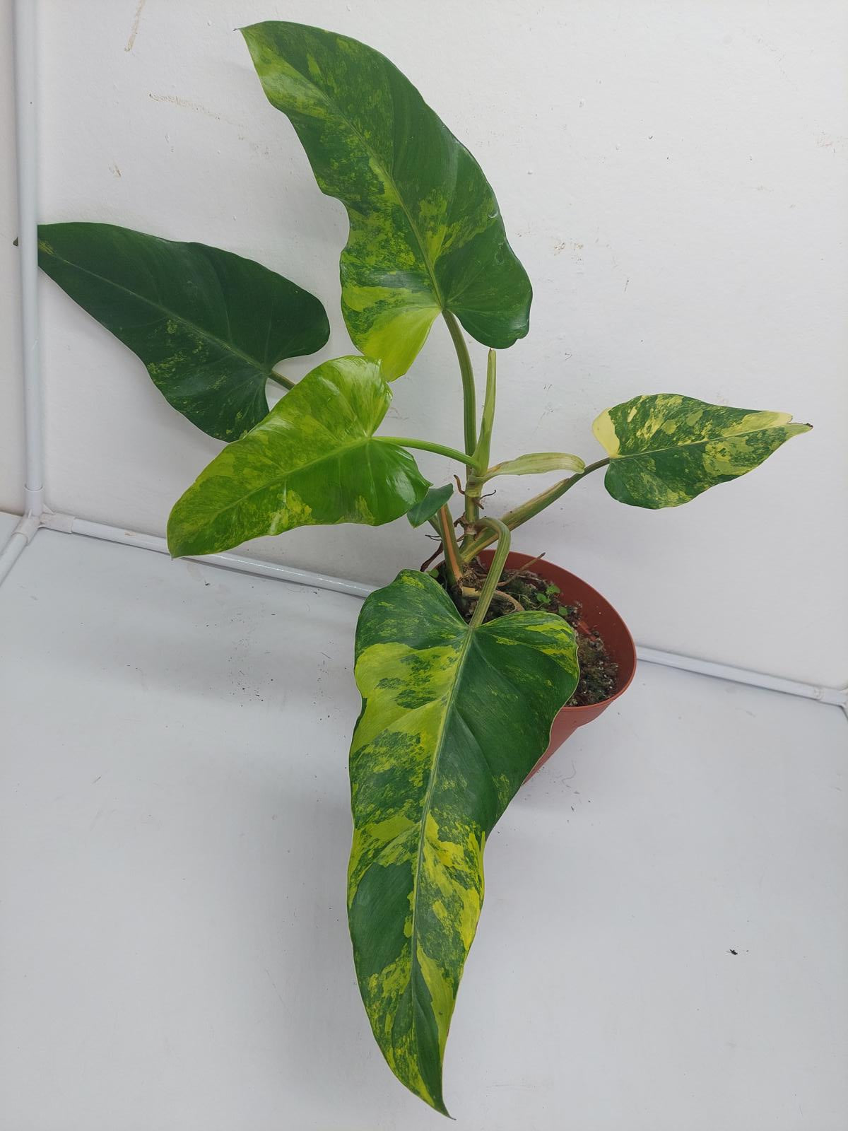 Philodendron Domesticum Variegata