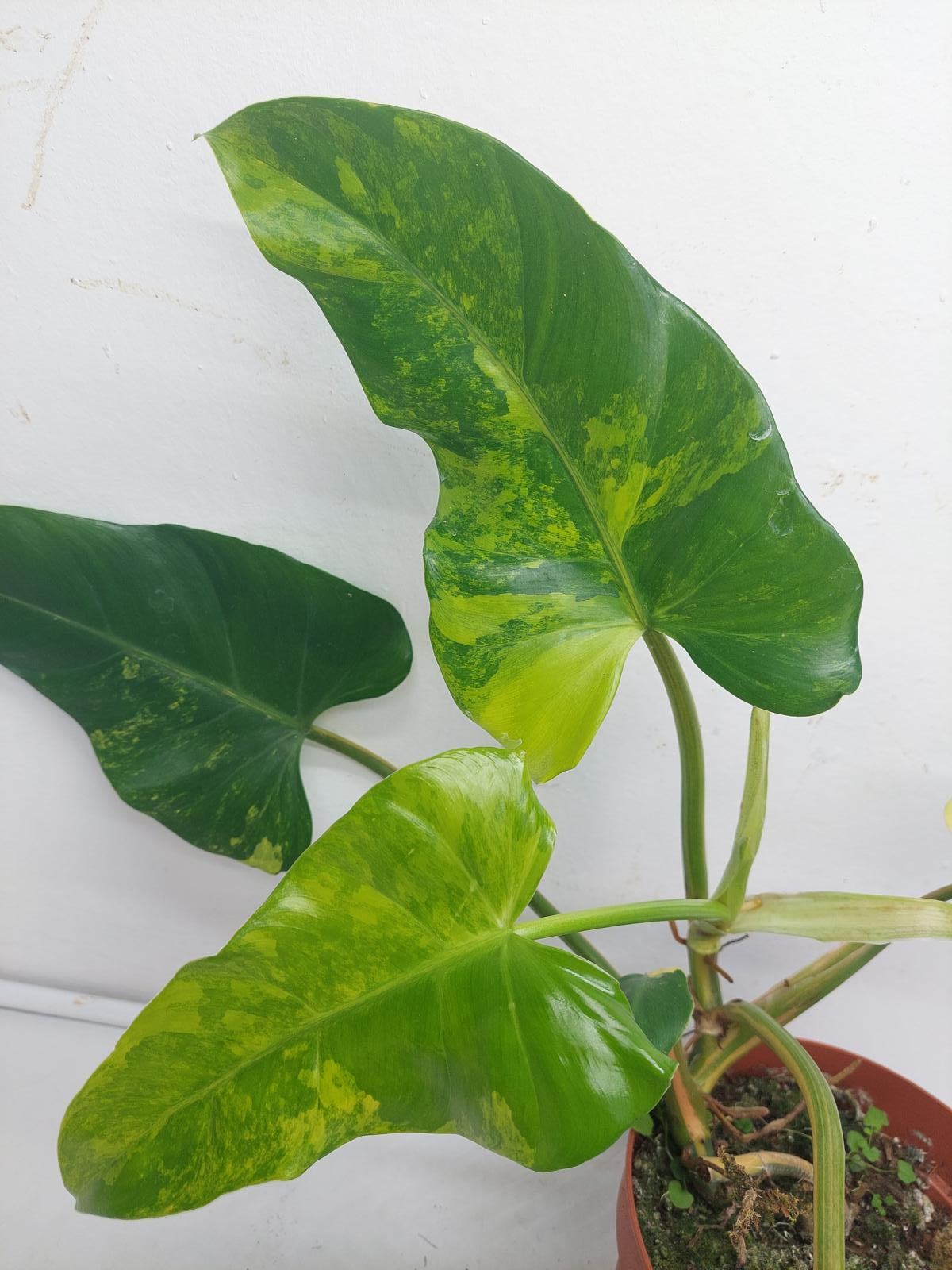 Philodendron Domesticum Variegata