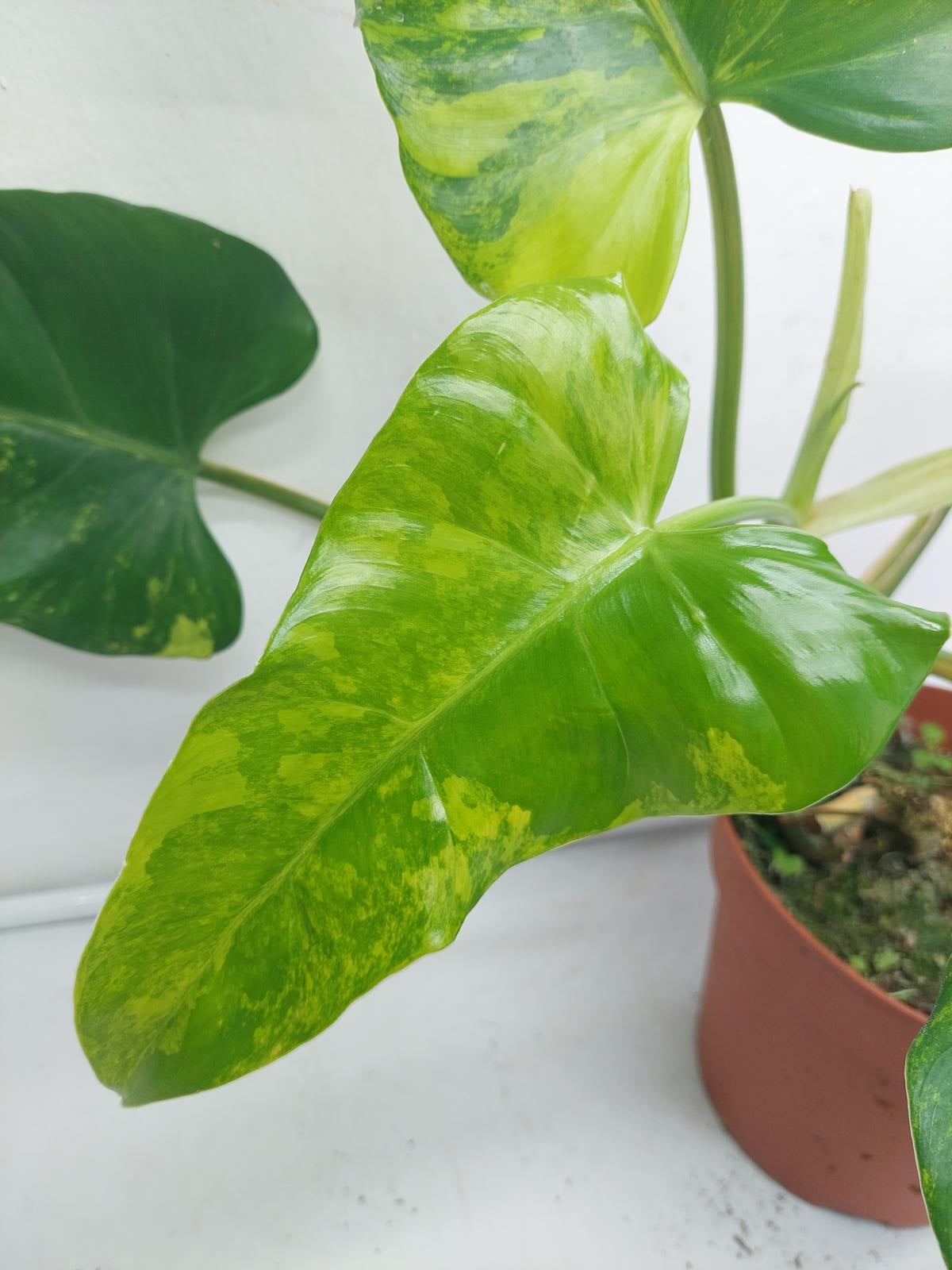 Philodendron Domesticum Variegata