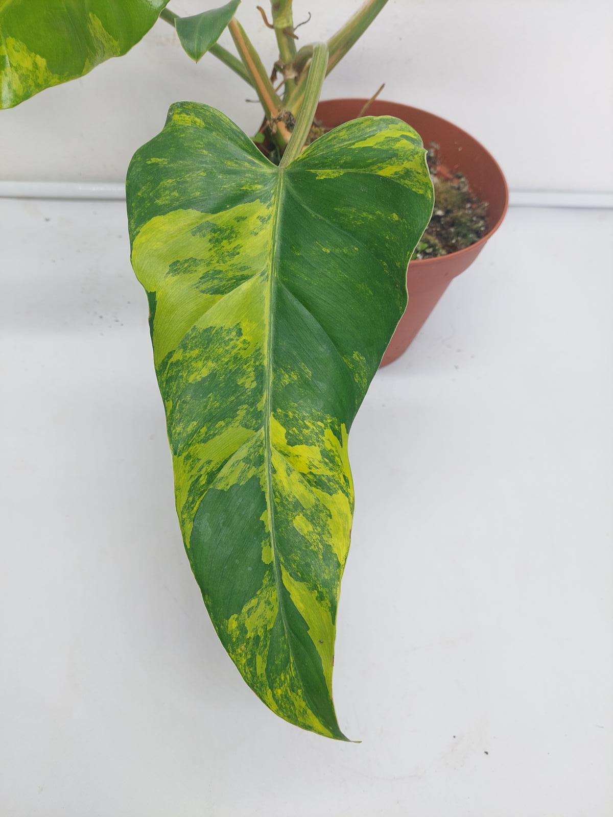 Philodendron Domesticum Variegata