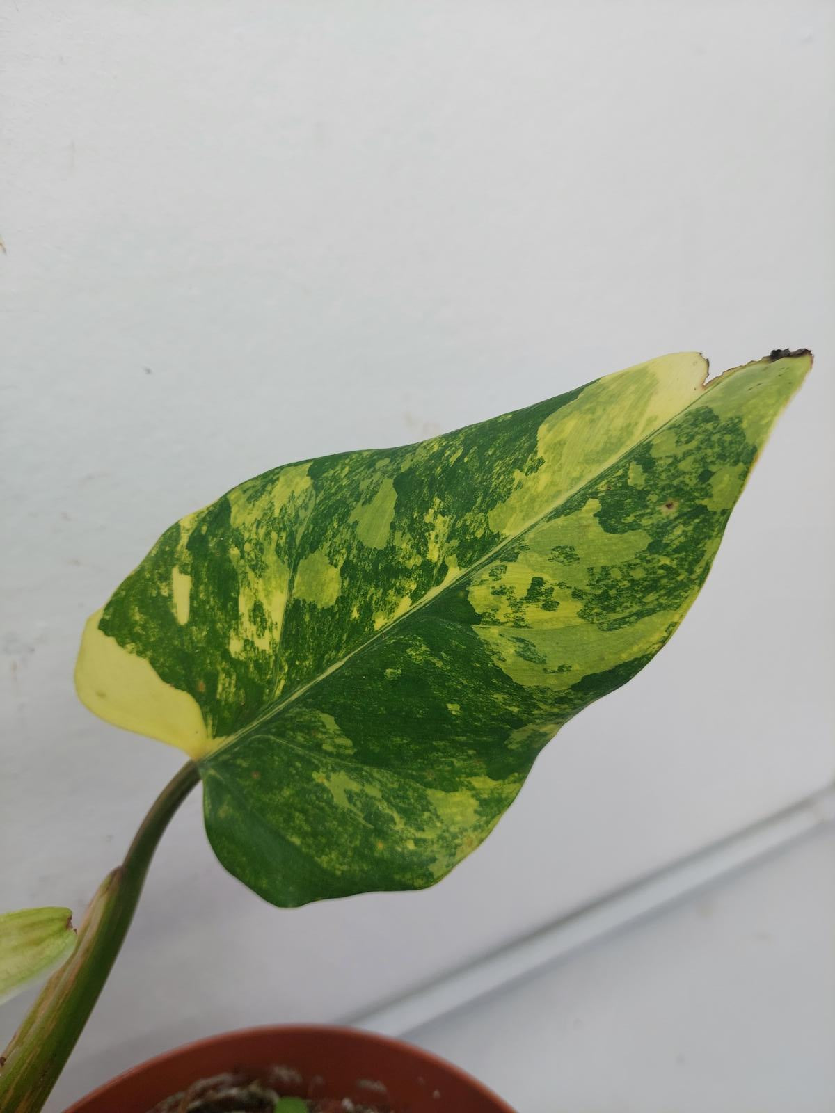 Philodendron Domesticum Variegata