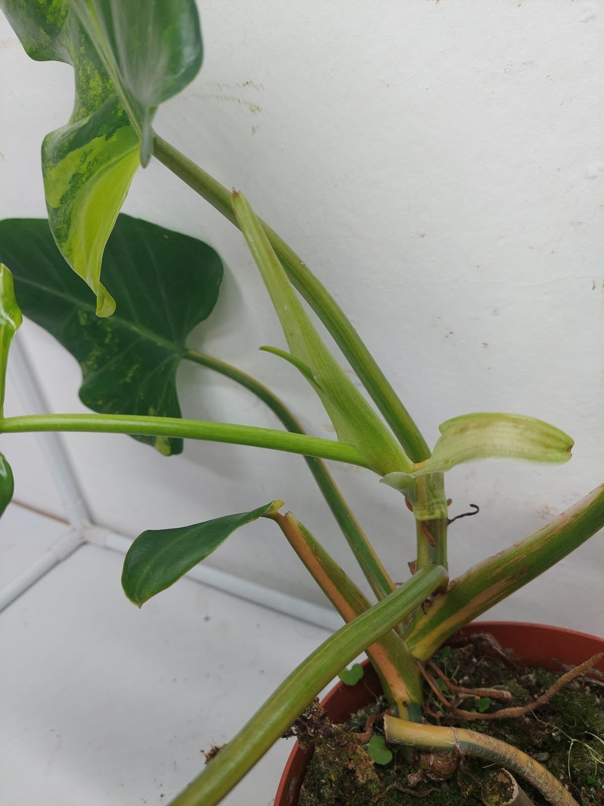 Philodendron Domesticum Variegata