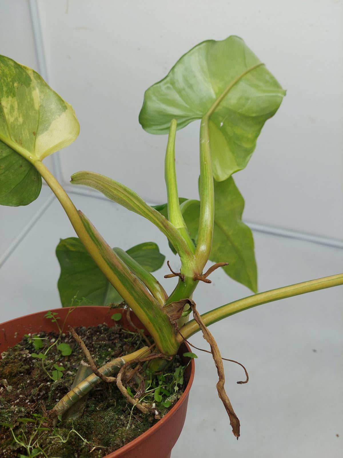 Philodendron Domesticum Variegata