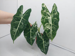 Alocasia Frydek Variegata