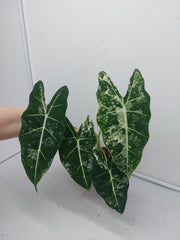 Alocasia Frydek Variegata