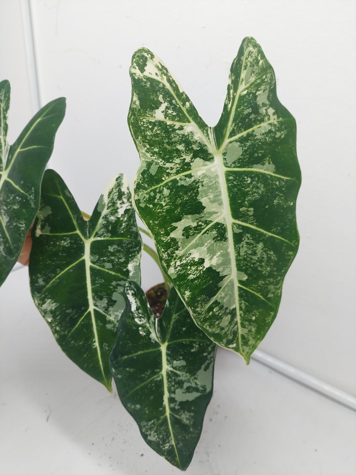 Alocasia Frydek Variegata