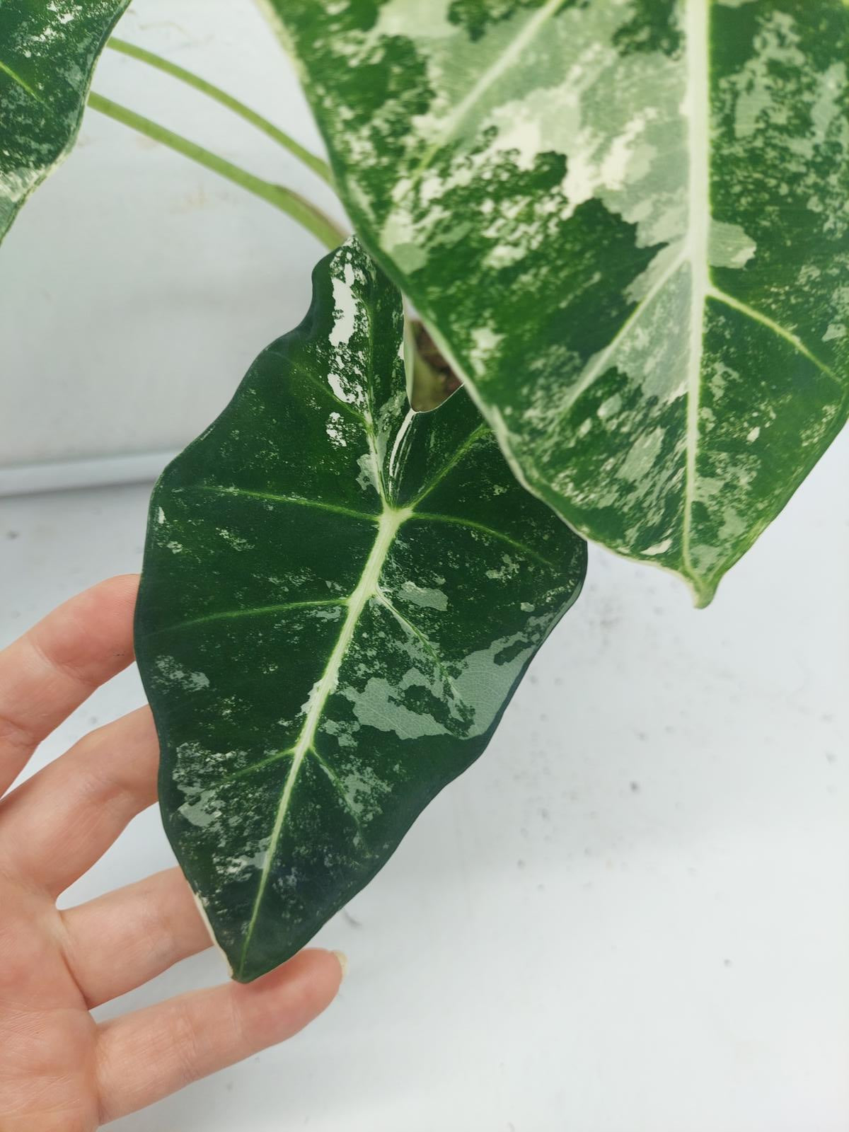 Alocasia Frydek Variegata