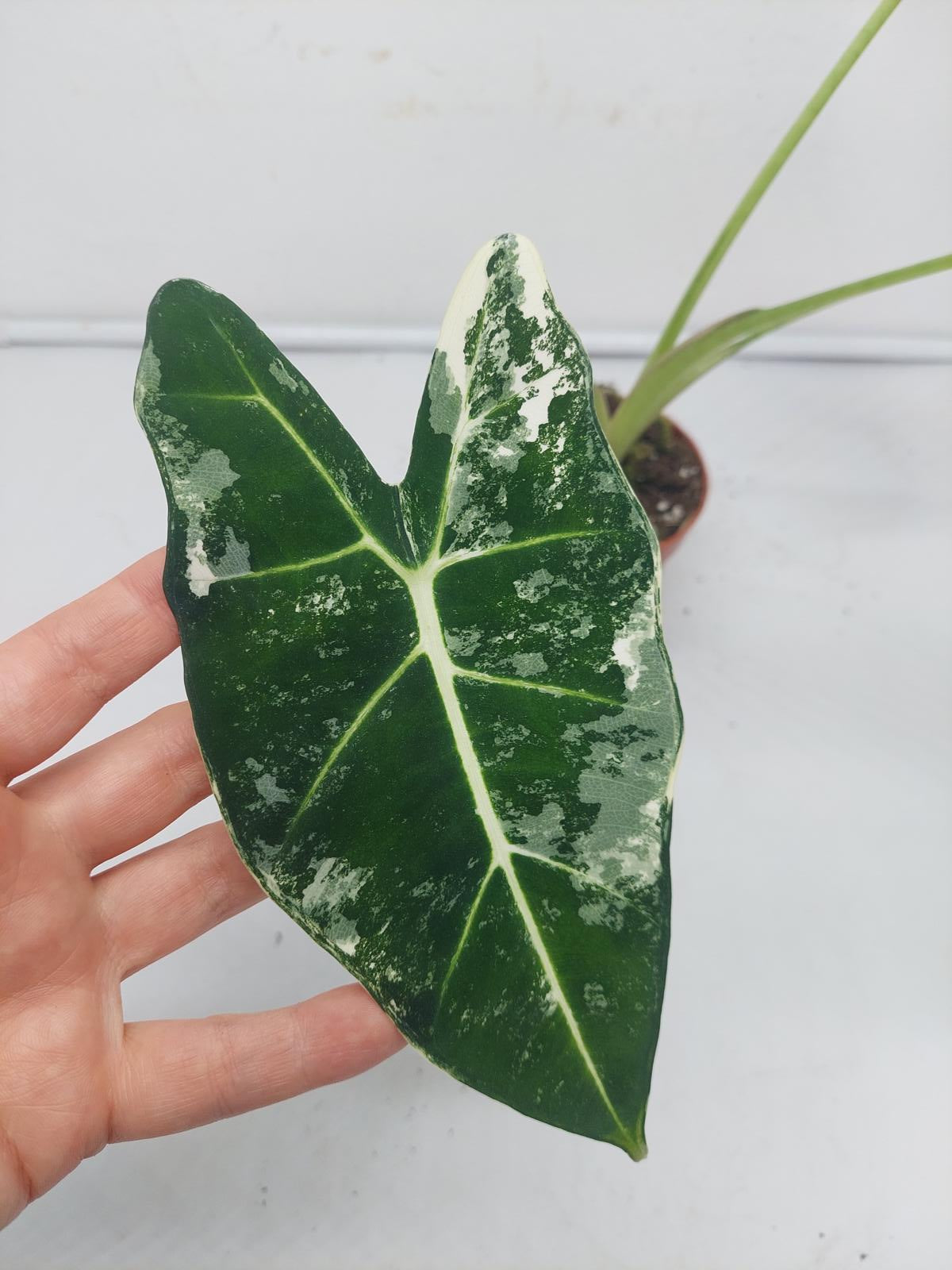 Alocasia Frydek Variegata