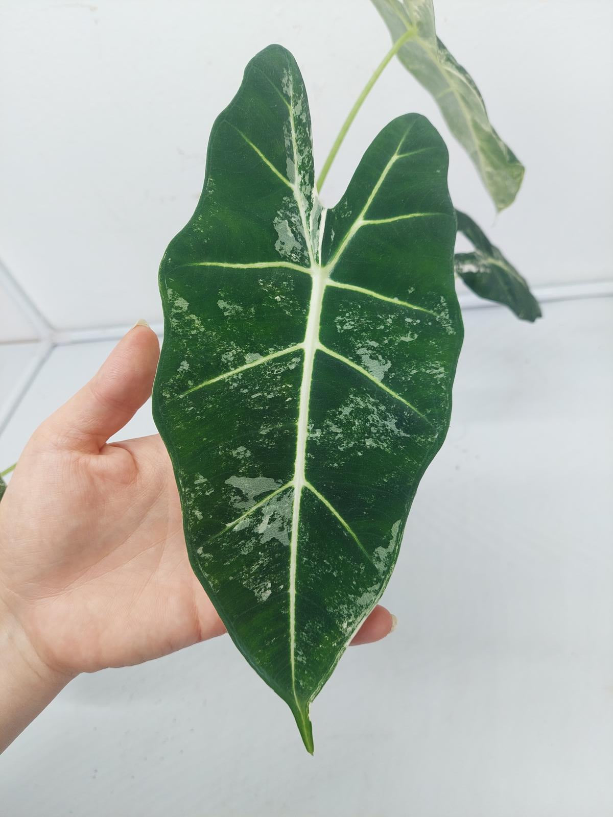 Alocasia Frydek Variegata