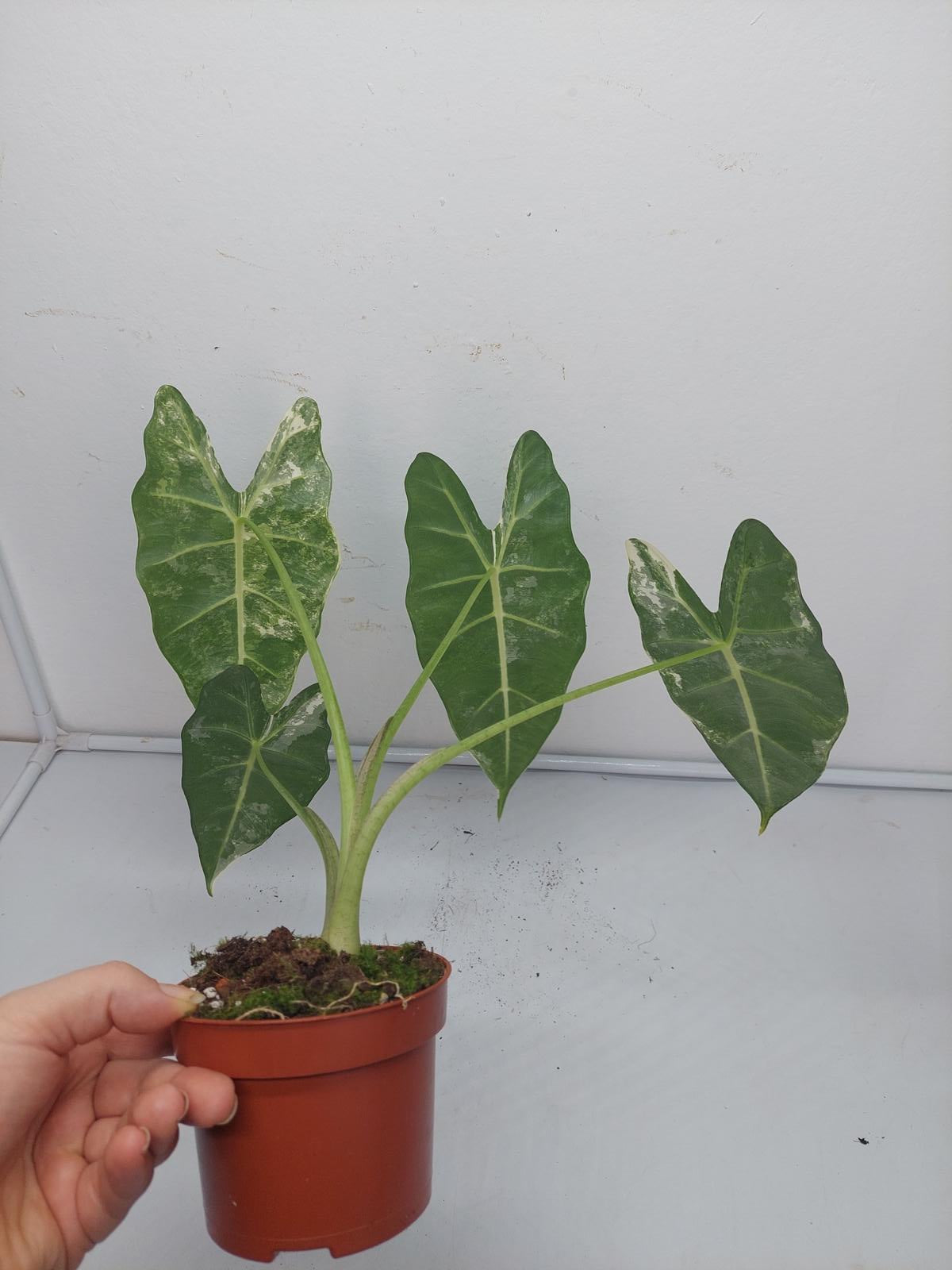 Alocasia Frydek Variegata