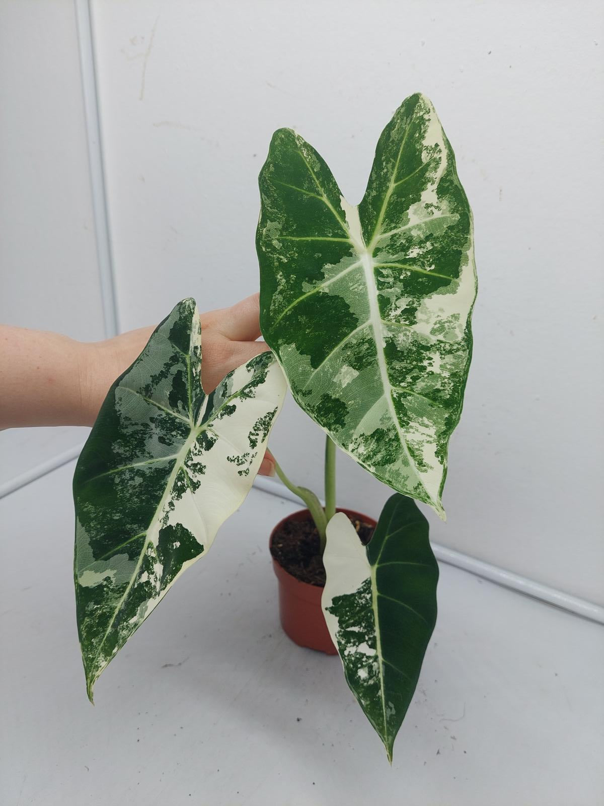 Alocasia Frydek Variegata